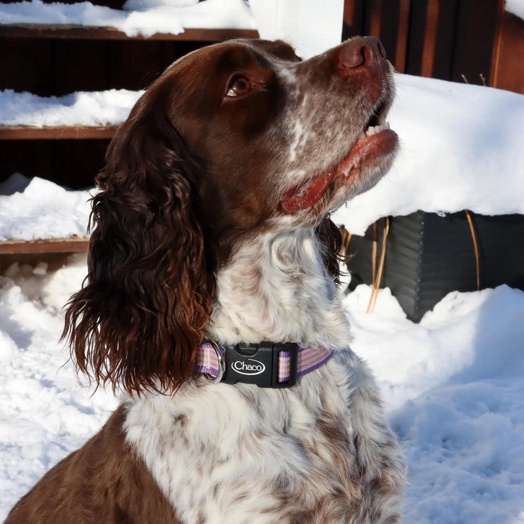 Dog Collar - Overcoming the Odds - Overcoming the Odds