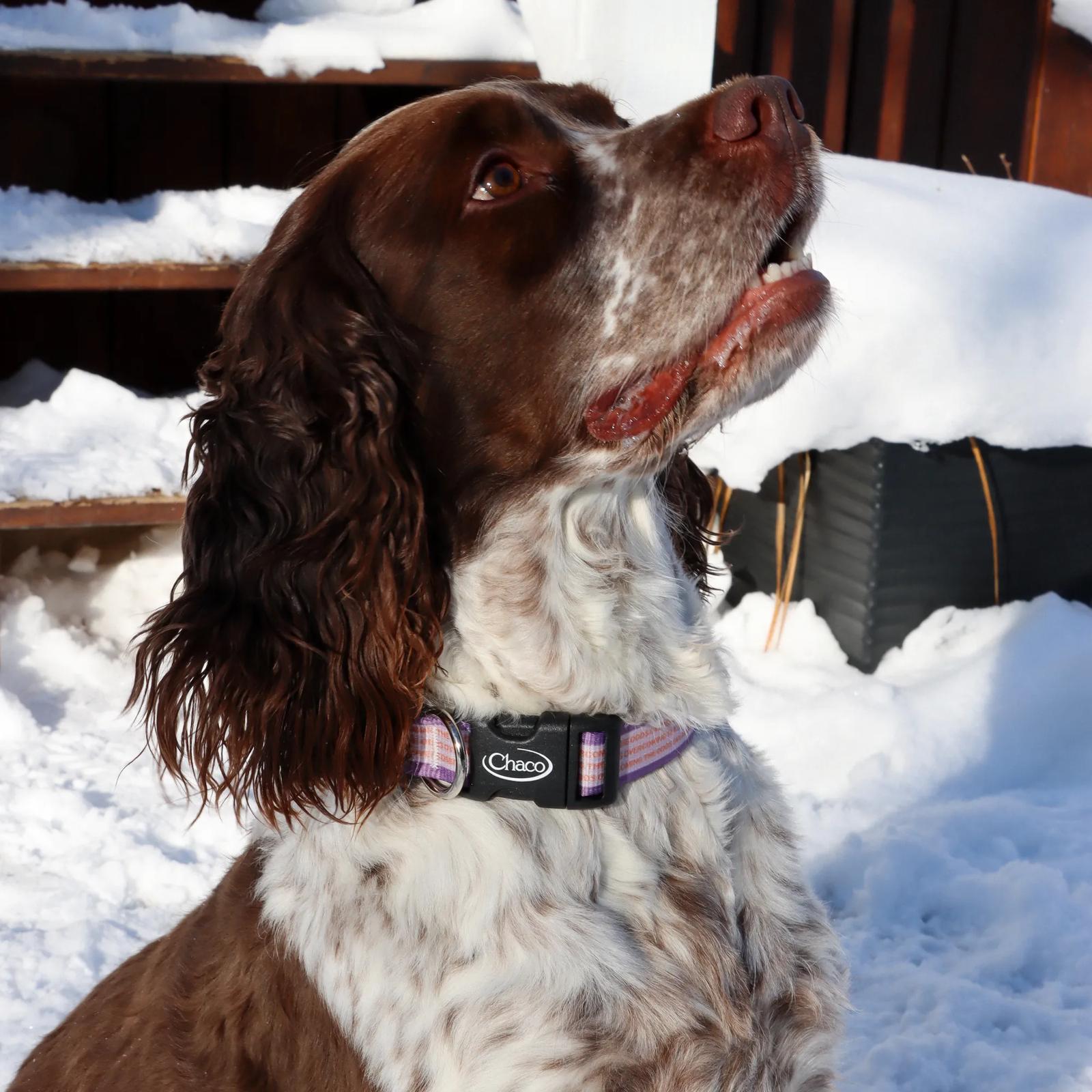Dog Collar - Overcoming the Odds - Overcoming the Odds