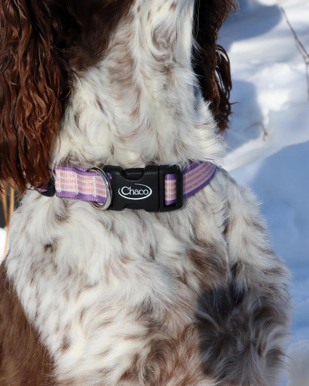Dog Collar - Overcoming the Odds - Overcoming the Odds